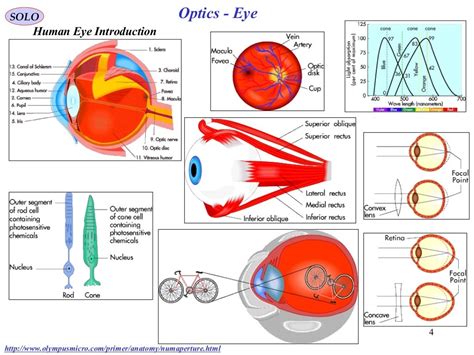 Activity 11 Optics Of The Human Eye