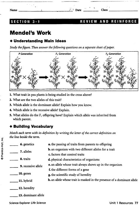 12.1 The Work Of Gregor Mendel Worksheet Answers Pdf