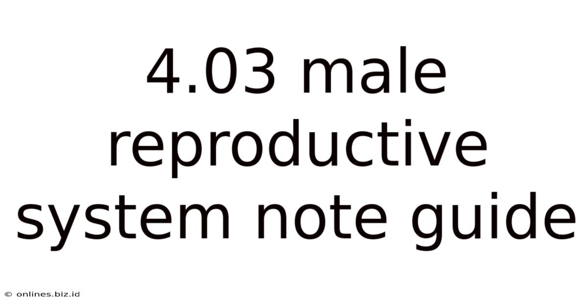 4.03 Male Reproductive System Note Guide