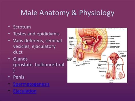 4.03 Structures Of The Male Reproductive System Review Guide