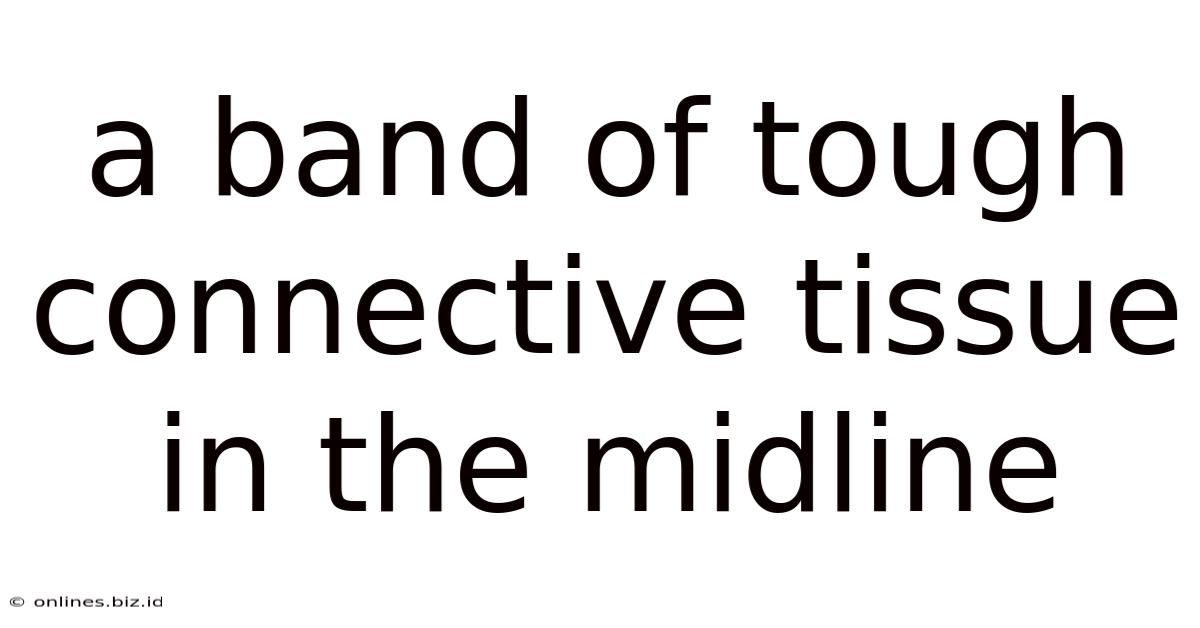 A Band Of Tough Connective Tissue In The Midline