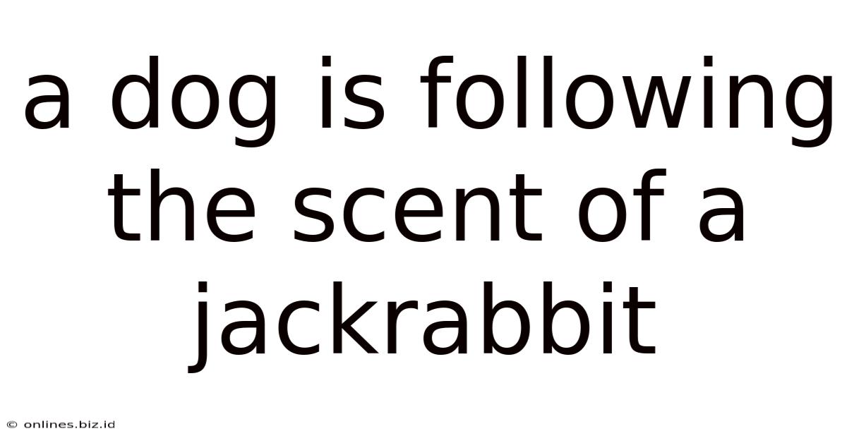 A Dog Is Following The Scent Of A Jackrabbit