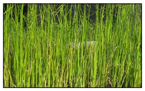 A Large Erect And Aquatic Herb Plant