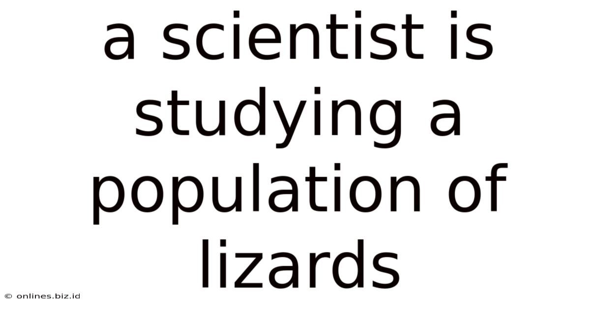 A Scientist Is Studying A Population Of Lizards