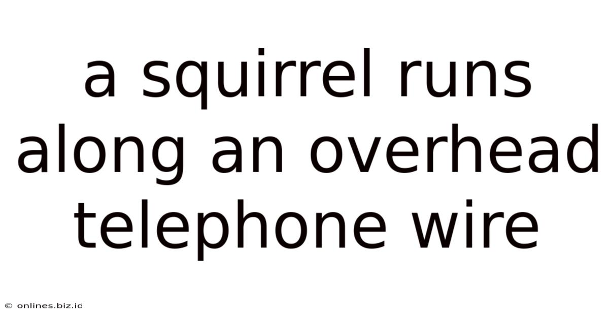 A Squirrel Runs Along An Overhead Telephone Wire