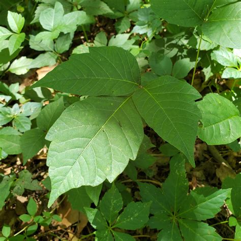 A Student Noticed That The Ivy Leaves Growing