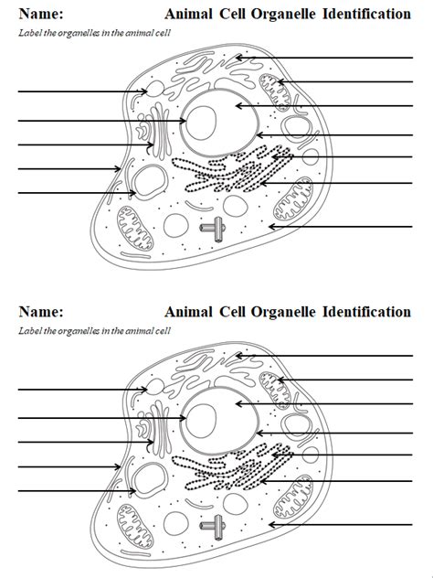 A Tour Inside The Cell Worksheet Answer Key