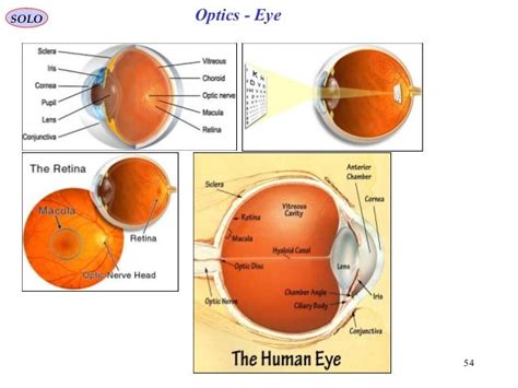 Activity 11 Optics Of The Human Eye