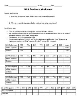 Activity 3.2 2 Dna Sentence Strips