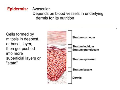 Always Avascular Cells Receive Nutrients From Deeper Tissue Layers