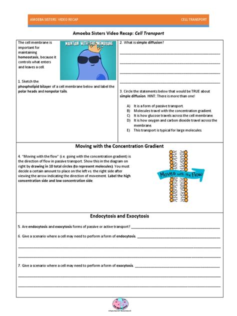 Amoeba Sisters Video Recap Answer Key Cell Transport