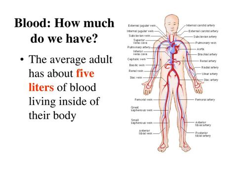 An Average Adult Has ___ Of Blood.