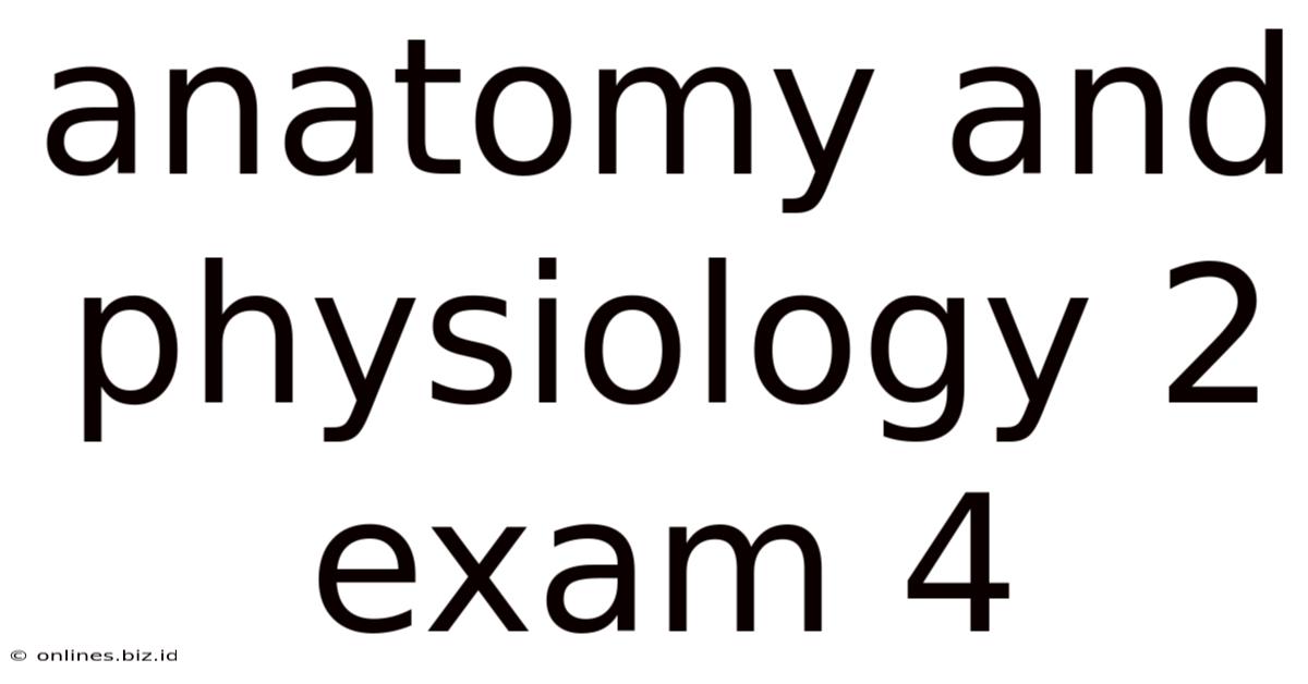Anatomy And Physiology 2 Exam 4