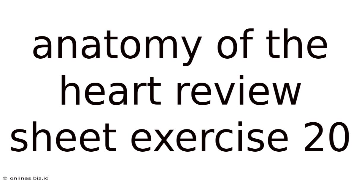 Anatomy Of The Heart Review Sheet Exercise 20