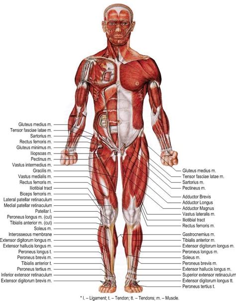 Art-labeling Activity Anterior Muscles Of The Lower Body