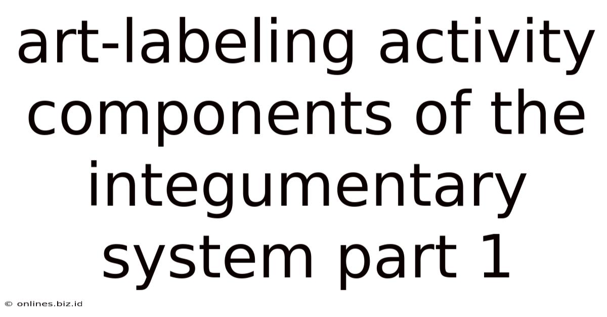 Art-labeling Activity Components Of The Integumentary System Part 1
