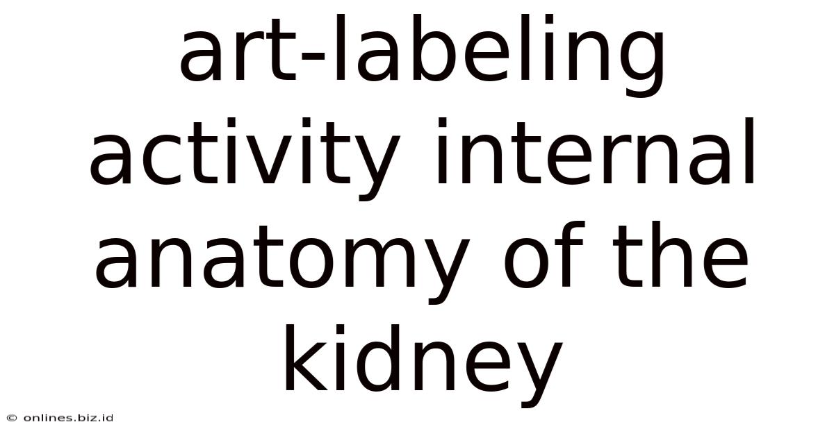 Art-labeling Activity Internal Anatomy Of The Kidney