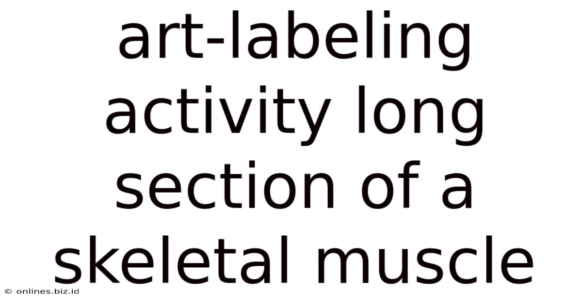 Art-labeling Activity Long Section Of A Skeletal Muscle