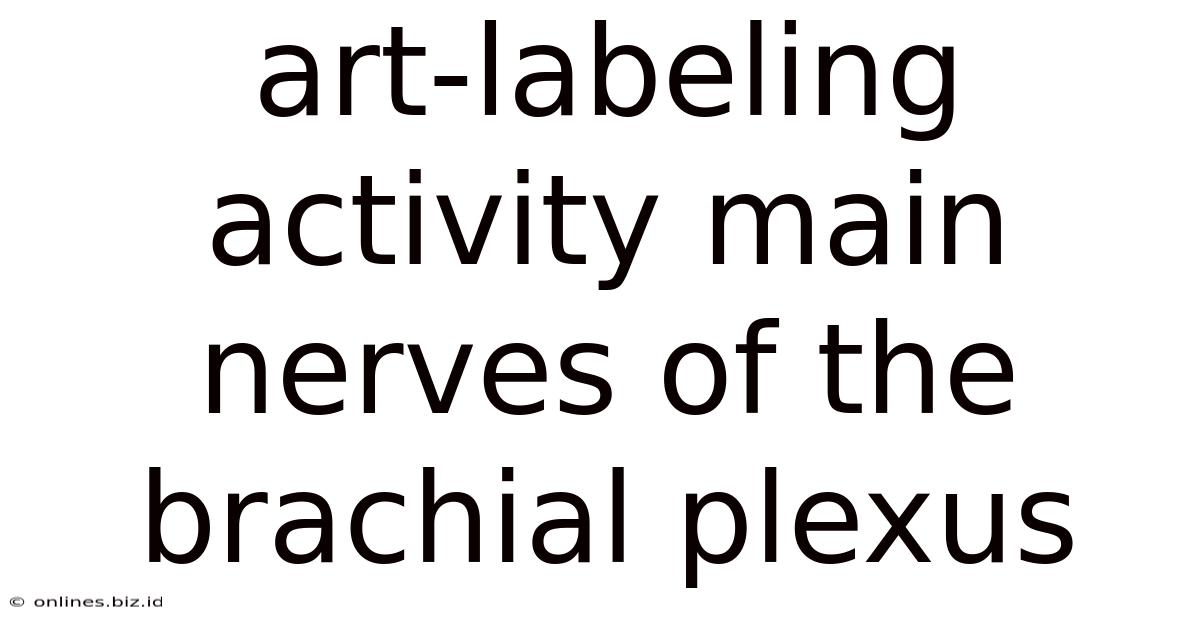 Art-labeling Activity Main Nerves Of The Brachial Plexus