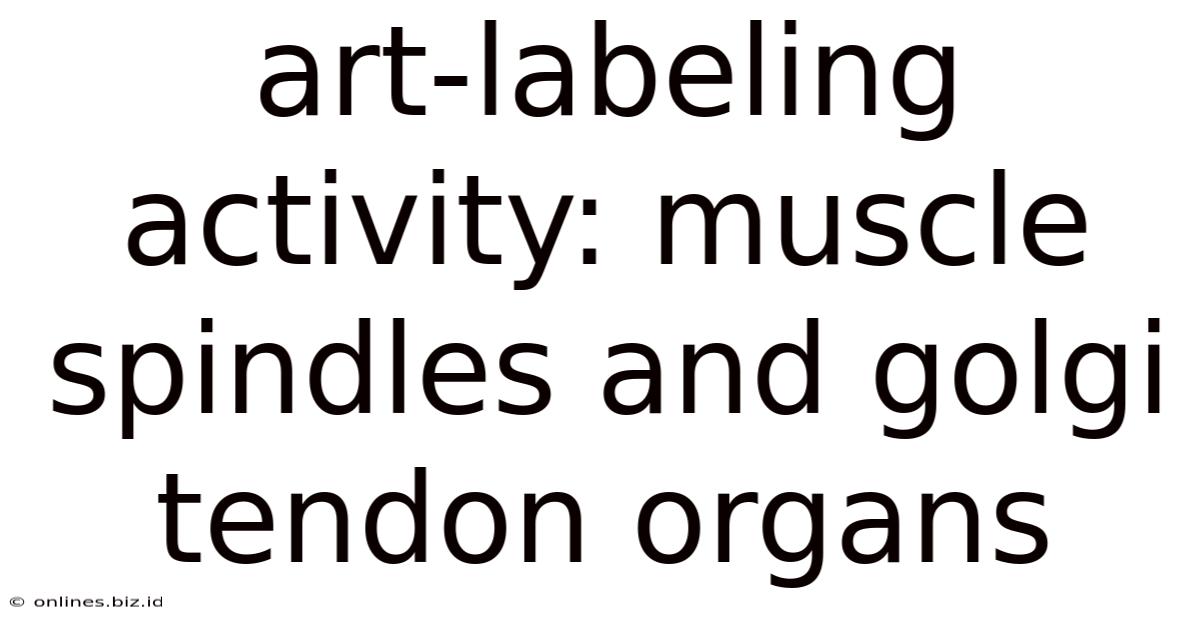 Art-labeling Activity: Muscle Spindles And Golgi Tendon Organs