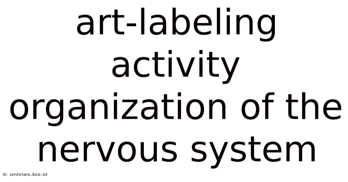 Art-labeling Activity Organization Of The Nervous System