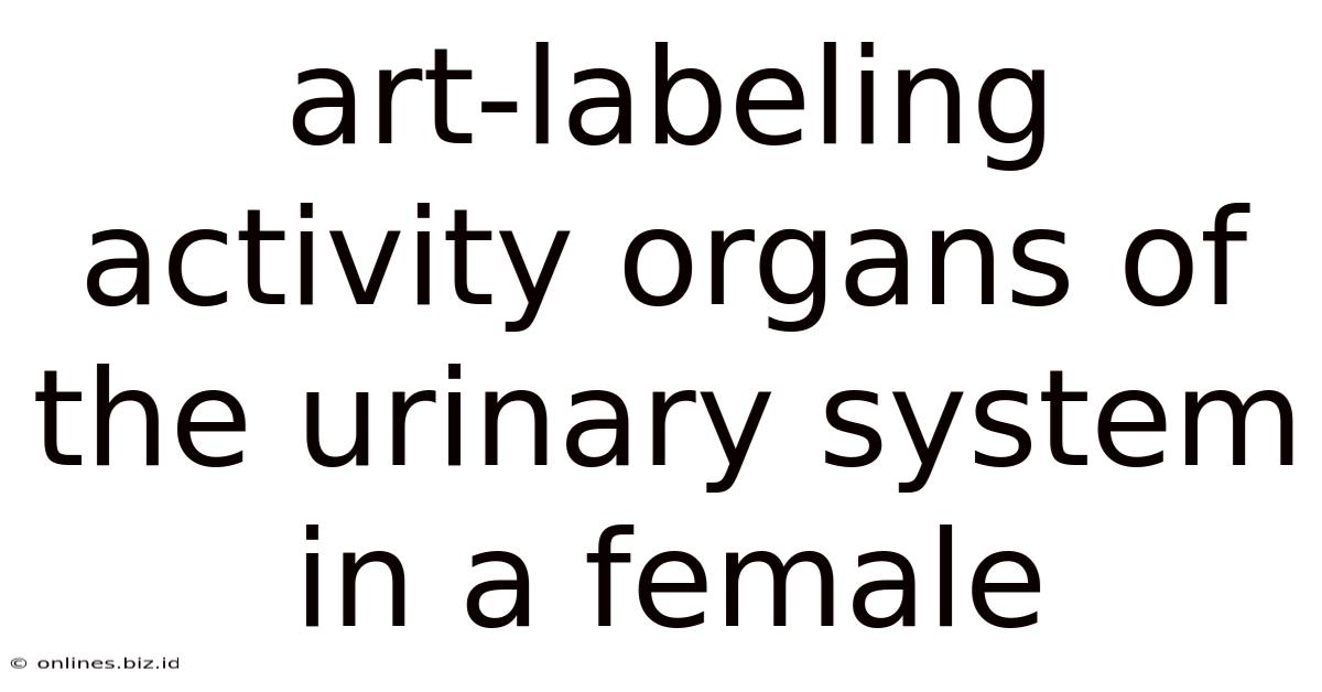 Art-labeling Activity Organs Of The Urinary System In A Female