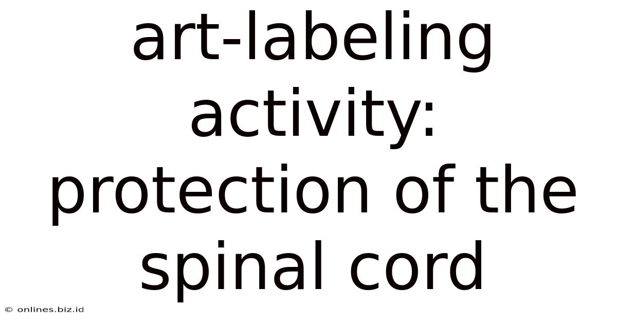 Art-labeling Activity: Protection Of The Spinal Cord