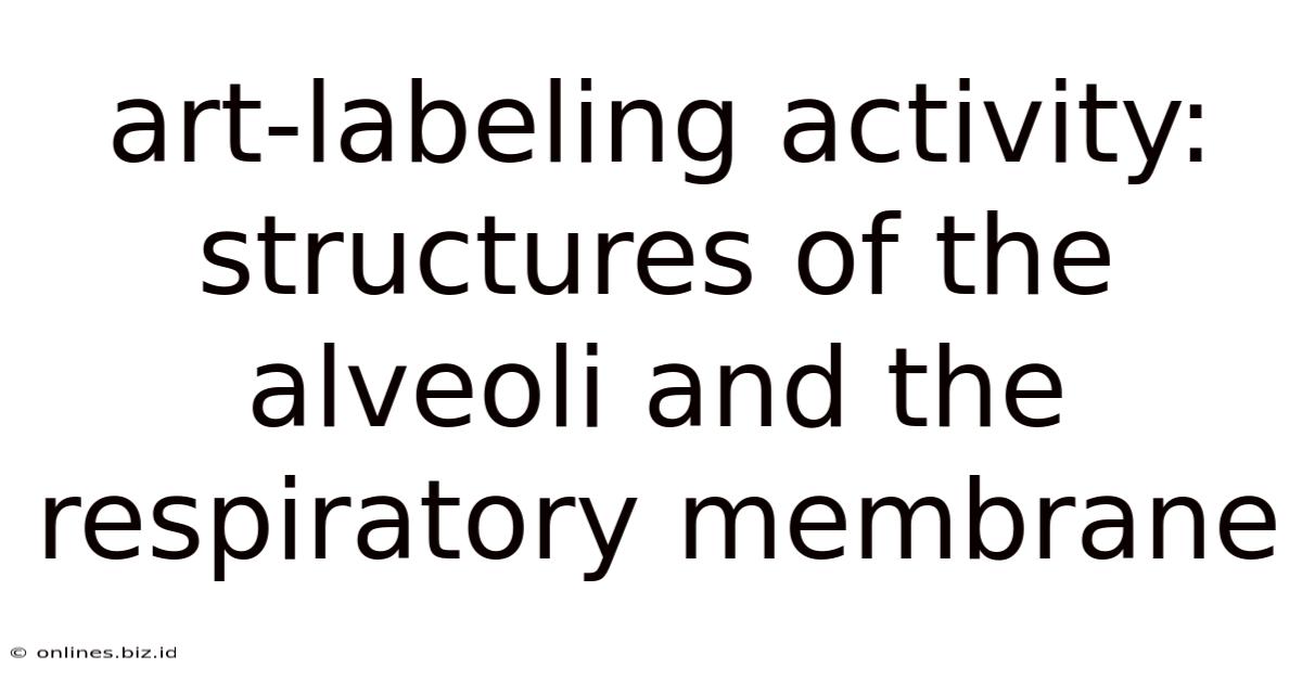 Art-labeling Activity: Structures Of The Alveoli And The Respiratory Membrane