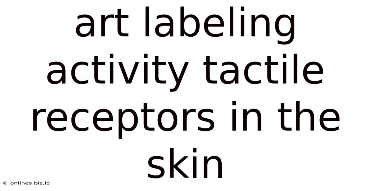 Art Labeling Activity Tactile Receptors In The Skin