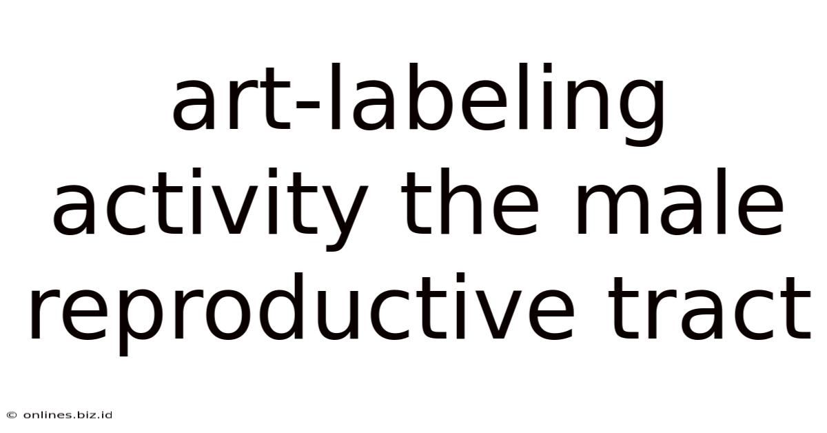 Art-labeling Activity The Male Reproductive Tract