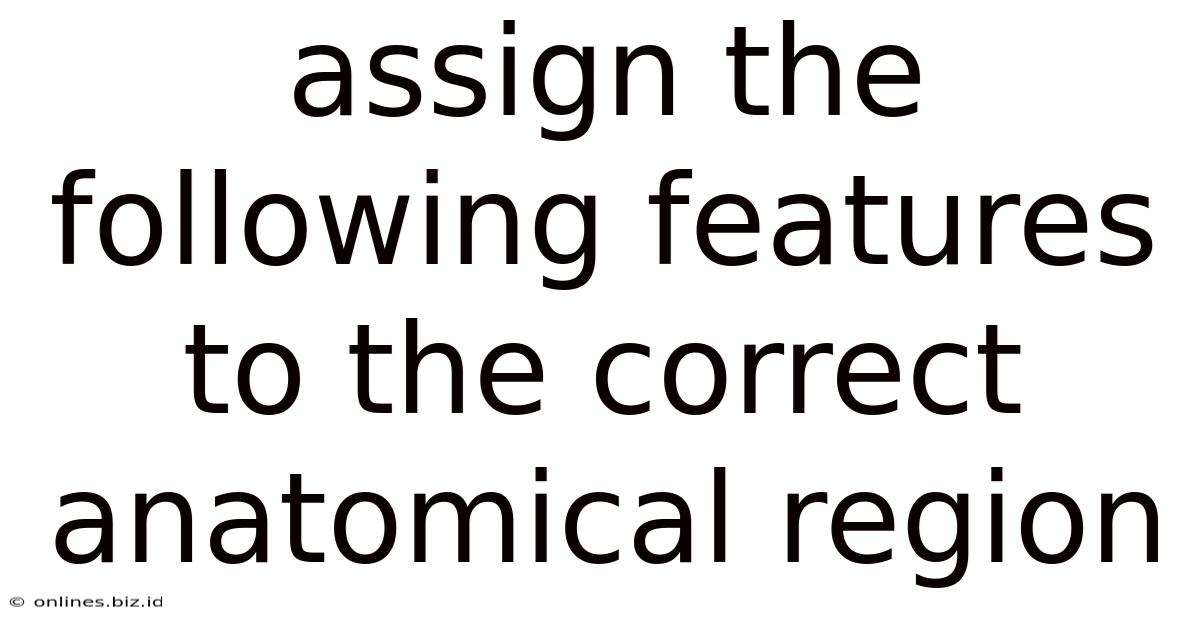Assign The Following Features To The Correct Anatomical Region