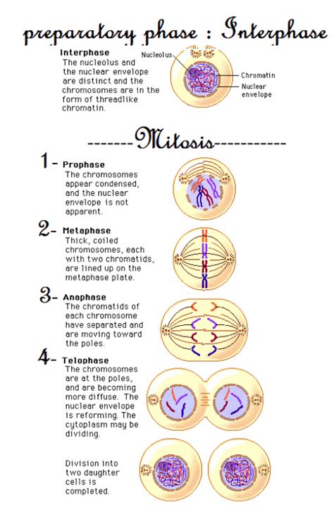 Assignment 3.1 Cell Structure And Mitosis