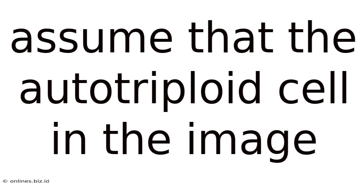 Assume That The Autotriploid Cell In The Image