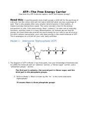 Atp The Free Energy Carrier Pogil