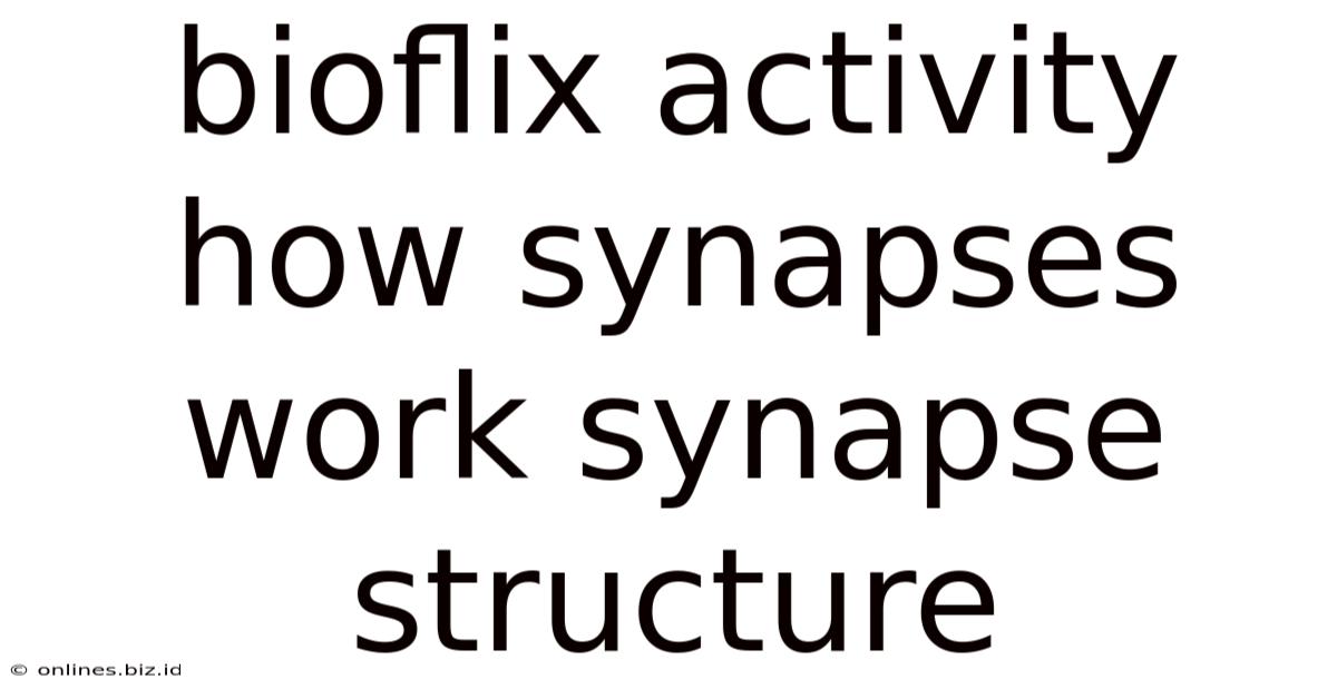 Bioflix Activity How Synapses Work Synapse Structure