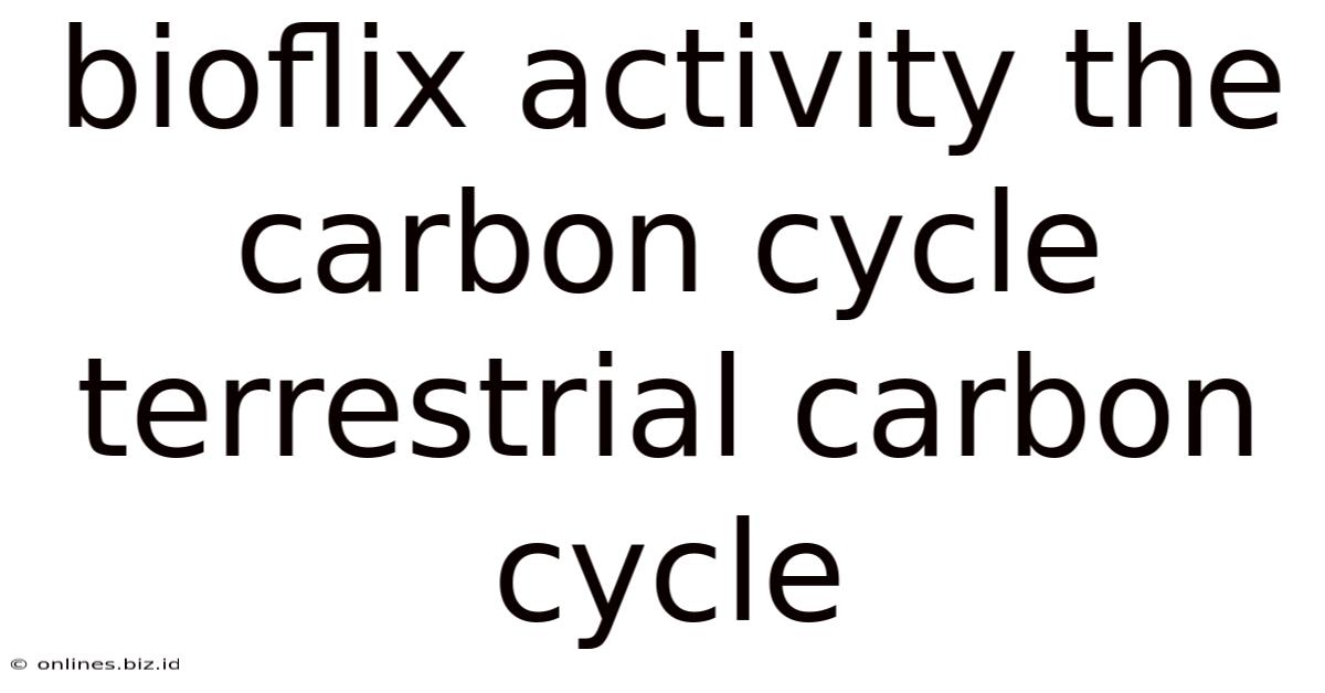 Bioflix Activity The Carbon Cycle Terrestrial Carbon Cycle
