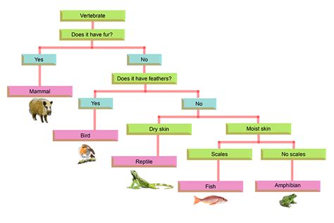 Biological Classification Model 4 Dichotomous Key