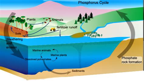 _____ Brings Phosphorous Into Our Waterways.