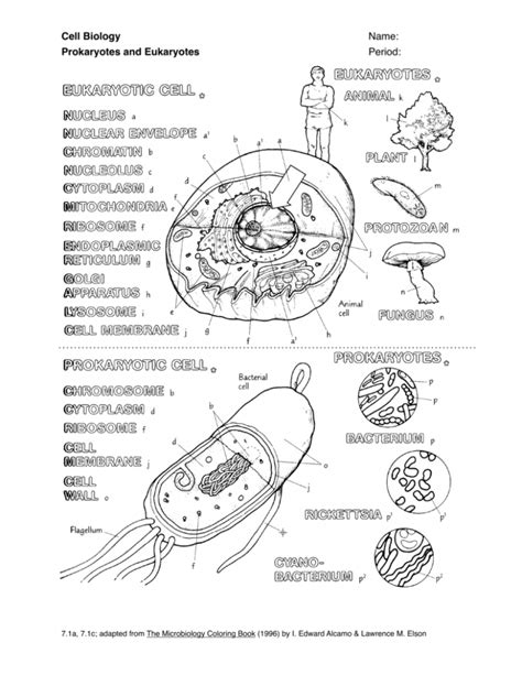 Cell Biology Prokaryotes And Eukaryotes Coloring Worksheet Answers