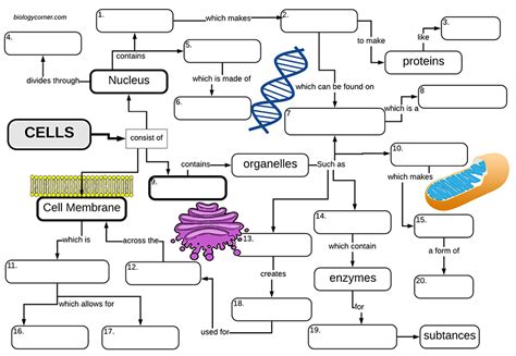 Cell Graphic Organizer Biology Corner Answer Key