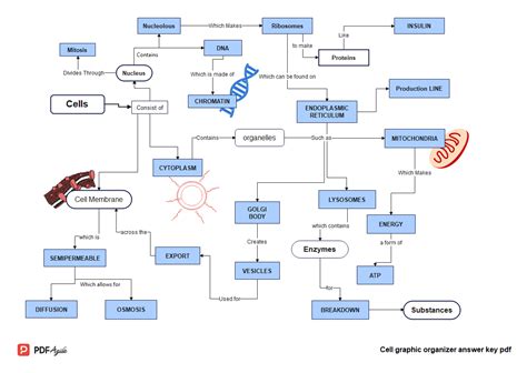 Cell Transport Graphic Organizer Answer Key Pdf