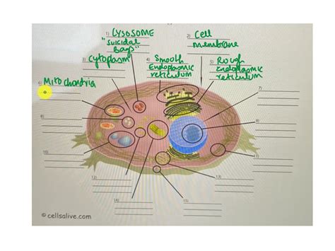 Cells Alive Animal Cell Worksheet Answer Key