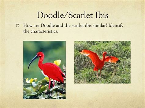 Character Traits Of Doodle In The Scarlet Ibis