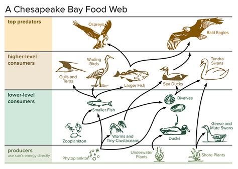 Chesapeake Bay Food Web Before Large Scale Fishing Answer Key