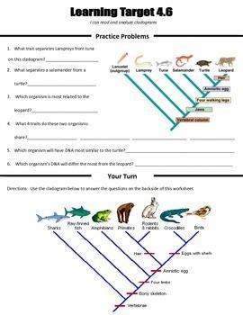 Cladogram Se H Gizmo Answer Key