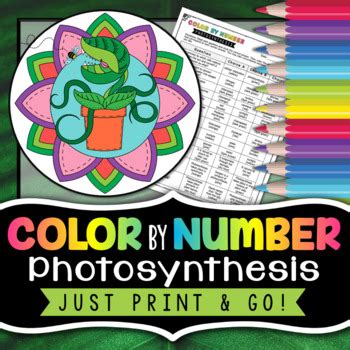 Color By Number Photosynthesis Answer Key