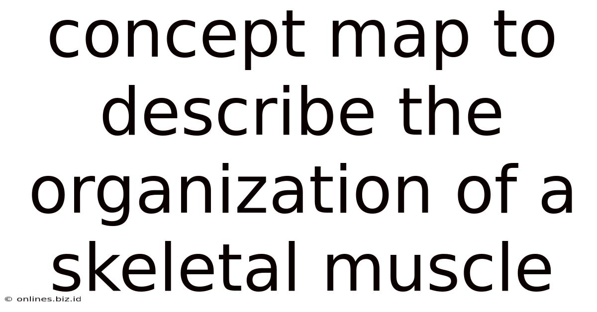 Concept Map To Describe The Organization Of A Skeletal Muscle