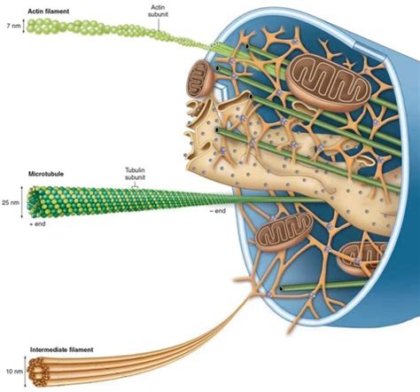 Consist Of Hollow Tubes Which Provide Support For The Cell