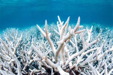 Coral Bleaching Can Be Hazardous To Some Fish Species Because