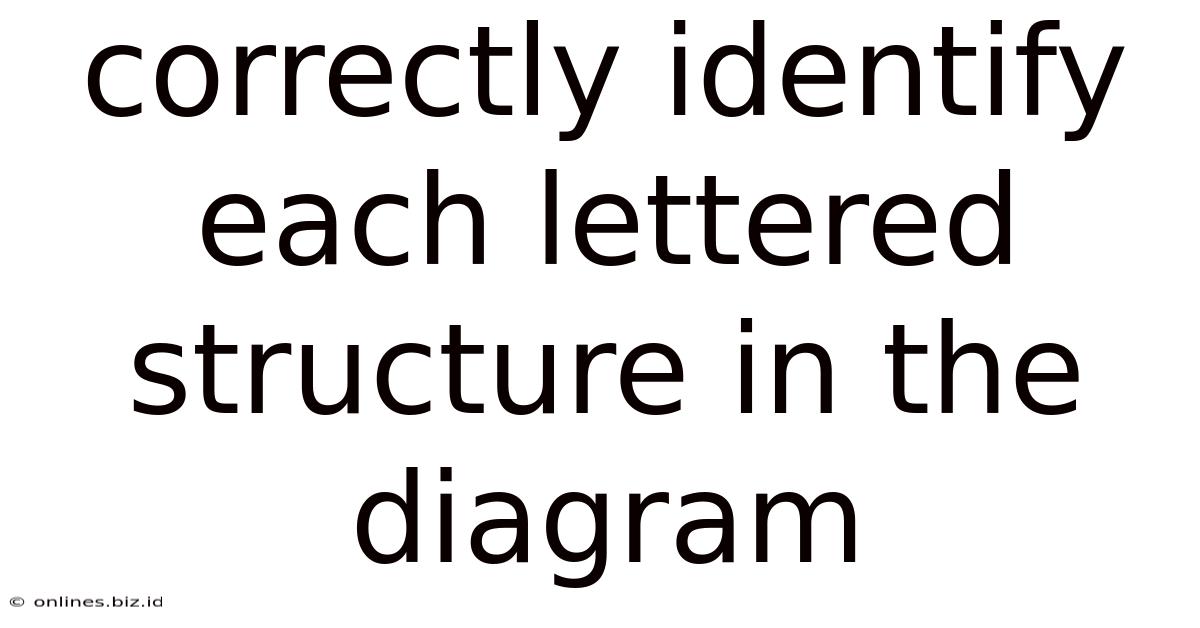 Correctly Identify Each Lettered Structure In The Diagram